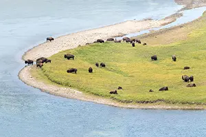 Wyoming Prints: Bison buffalo herd aerial view