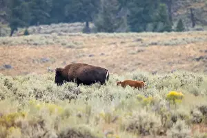 Yellowstone Prints: A Bison and her Calf in Yellowstone National Park