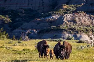 Chuck Haney Prints: Bison with calves in Theodore Roosevelt National Park