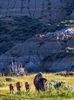 Chuck Haney Prints: Bison with calves in Theodore Roosevelt National Park