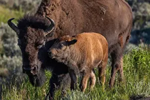 Chuck Haney Prints: Bison with calves in Theodore Roosevelt National Park