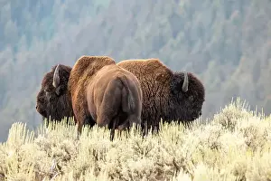 Yellowstone Prints: A Bison Couple in Yellowstone National Park