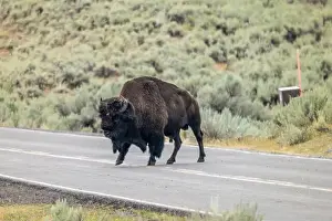 Yellowstone Prints: Bison Crossing the Road in Yellowstone National Park