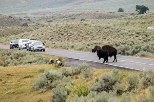 Yellowstone Prints: Bison Crossing the Road in Yellowstone National Park