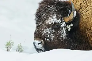 Ken Archer Prints: Bison foraging in the deep winter snow of the Rocky Mountains