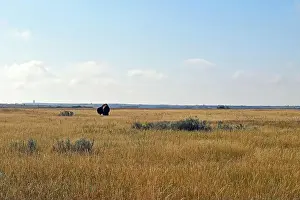 Theodore Prints: Bison in the Grass