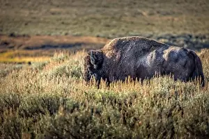 Hoof Prints: A bison in the grasslands of the Yellowstone National Park