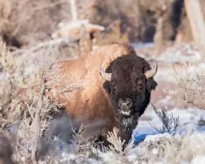 National Preserve Prints: A bison grazes in Wyoming's winter landscape