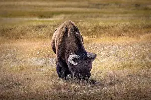 Hoof Prints: A bison grazing in the grasslands of the Yellowstone National Park