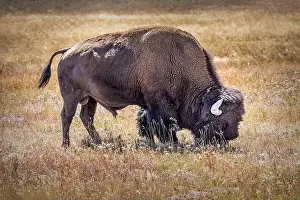 Hoof Prints: A bison grazing in the grasslands of the Yellowstone National Park