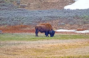 American Bison Prints: Bison Grazing in the Hayden Valley in Yellowstone National Park in Wyoming