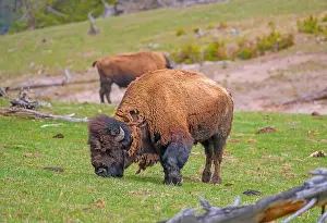 American Bison Prints: Bison Grazing in a Mountain Meadow in Yellowstone National Park in Wyoming