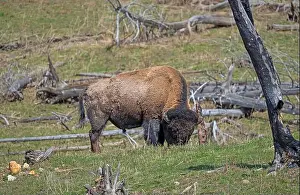 American Bison Prints: Bison Grazing in Recovering Forestland in Yellowstone National Park in Wyoming