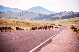 Yellowstone National Park Prints: Bison herd crossing a road at dusk in Yellowstone National Park