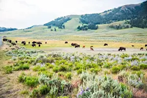 Green Hills Prints: Bison herd grazing in the expansive Lamar Valley, Yellowstone NP