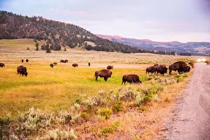 Eco Tourism Prints: Bison herd grazing at sunset in the open grasslands of Lamar Valley