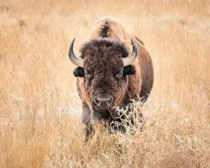 Chilly Prints: Bison looking straight ahead standing in a snowy tall grass field