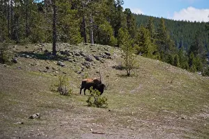 Yellowstone Prints: Bison in the meadow in Yellowstone national Park in Wyoming, USA