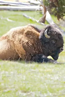 Yellowstone Prints: Bison in the meadow in Yellowstone national Park in Wyoming, USA