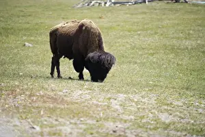Yellowstone Prints: Bison in the meadow in Yellowstone national Park in Wyoming, USA