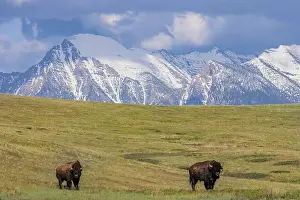 Chuck Haney Prints: Bison with Mission Mountain background at the National Bison Range in Moiese