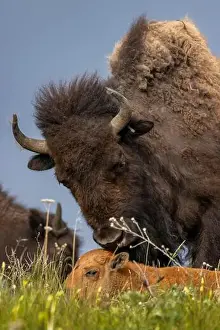 Chuck Haney Prints: Bison mother with newborn calf at the National Bison Range in Moiese