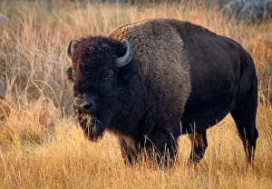 Greg Vaughn Photography Prints: Bison munching on grass in Yellowstone National Park