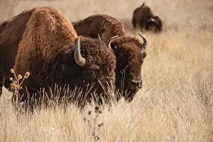 Brighton Prints: Bison at Rocky Mountain Arsenal in Colorado
