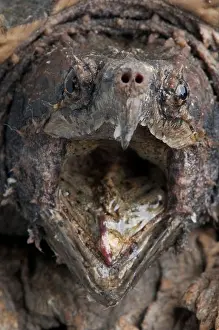 Agressive Prints: Biting Alligator snapping turtle / Macrochelys temminckii