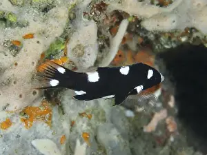 Spongia Prints: A black-and-white fish with spots