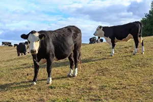 Paddock Prints: Black-and-white Holstein Friesian cattle on a dairy farm. Photographed in New Zealand