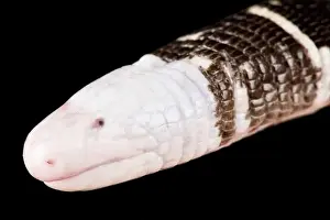 Fossorial Prints: Black-and-white worm lizard (Amphisbaena fuliginosa)
