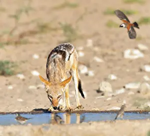 Canis Prints: Black-back Jackal quenching its thirst at a watering hole with birds flying in to drink