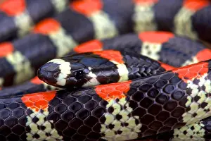 El Salvador Prints: Black-banded centipede eating snake (Scolecophis atrocinctus)