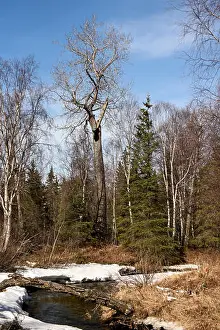 Pine Tree Prints: A black bear climbs a cottonwood tree