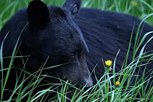 Black Bear Prints: A black bear met on the roadside near Mcbride, Alberta, Canada