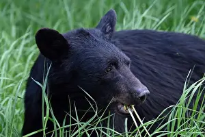 Black Bear Prints: A black bear met on the roadside near Mcbride, Alberta, Canada