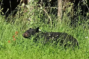 Black Bear Prints: A black bear met on the roadside near Mcbride, Alberta, Canada