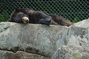 Animals In Captivity Prints: black bear sleeping on a rock