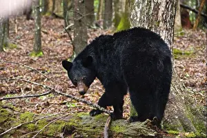 Tennessee Prints: Black bear, Smokey Mountain National Park, Gatlinburg, Tennessee