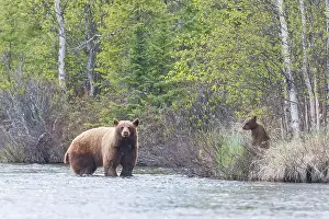 Ursus Prints: A black bear sow stands her ground