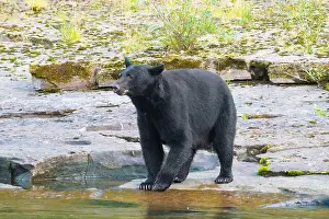 At The Edge Of Prints: Black Bear standing by a river hunting salmon, Vancouver Island, British Columbia, Canada