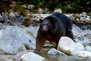 At The Edge Of Prints: Black Bear standing on rocks in Stamp River, Vancouver Island, British Columbia, Canada
