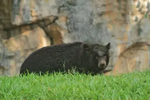 Animals Hunting Prints: a black bear stared intently ahead in the grass