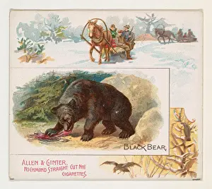 Black Bear Prints: A Black Bear tobacco card from the Quadrupeds series by Allen & Ginter