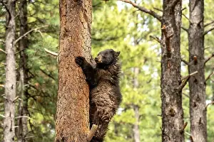 Ursus Prints: Black Bear in a Tree
