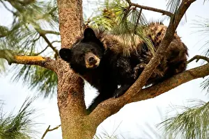 Ursus Prints: Black Bear in a Tree