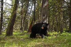 Black Bear Prints: Black bear (Ursus americanus) in a Douglas Fir forest
