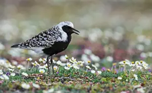 Ken Archer Prints: Black-bellied plover calling, at home on the arctic tundra of Alaska