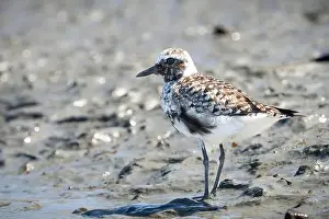 Waters Edge Prints: Black-bellied Plover hunting for food along the shores of the St. Lawrence River